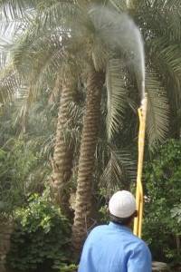 Spraying date palm trees with insecticides protects the tree from pests, diseases and insects that lead to the weakening of the tree and often leads to its death.