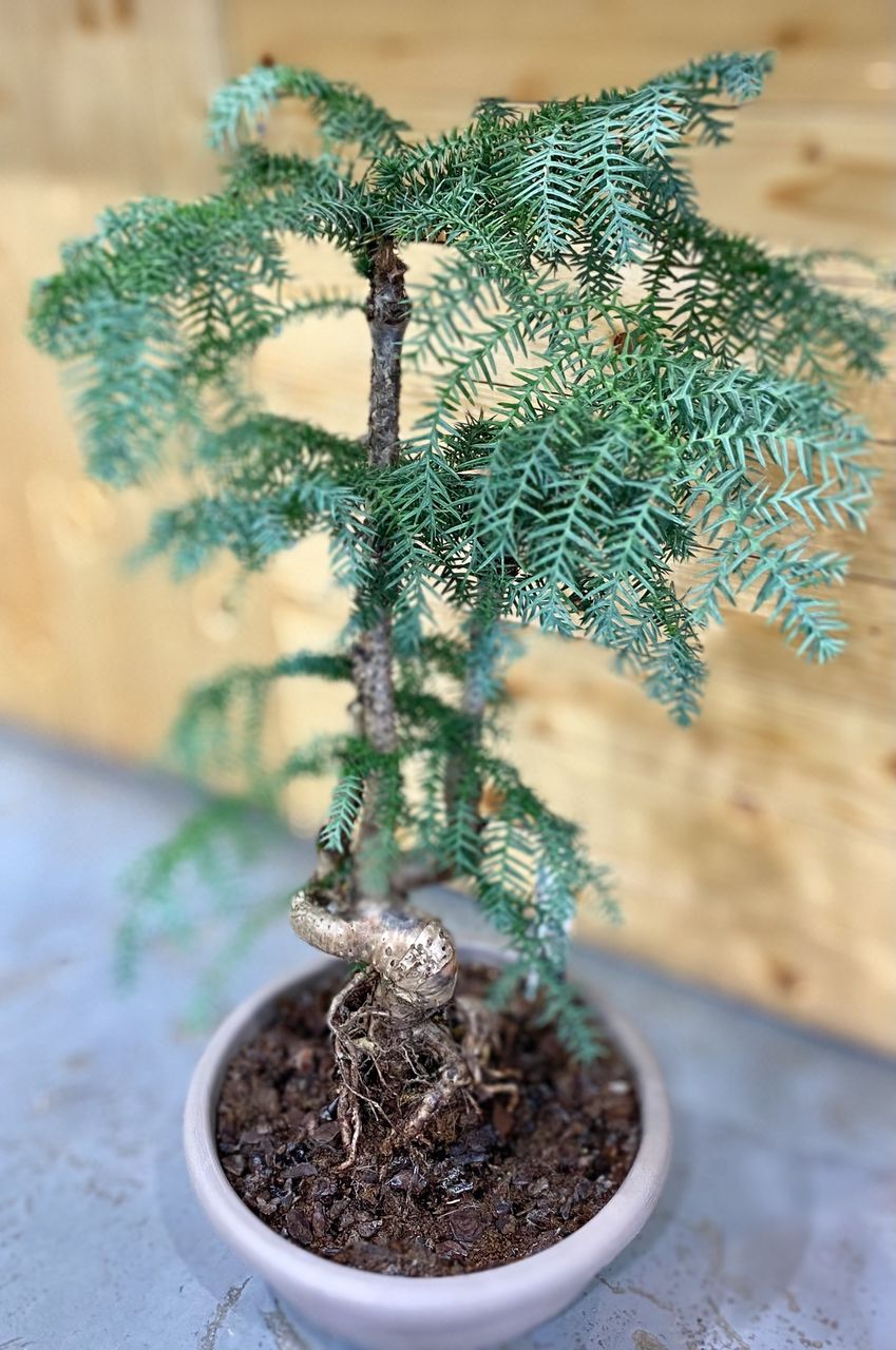 Bonsai Juniperus 70cm, banzai arbre naturel interieur